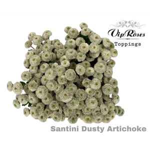 CHR S DUSTY ARTICHOKE