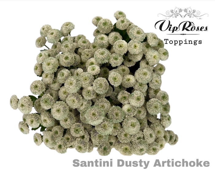 <h4>CHR S DUSTY ARTICHOKE</h4>