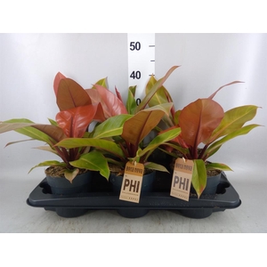 Philodendron  'Prince Of Orange'