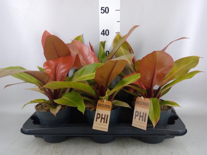 <h4>Philodendron  'Prince Of Orange'</h4>