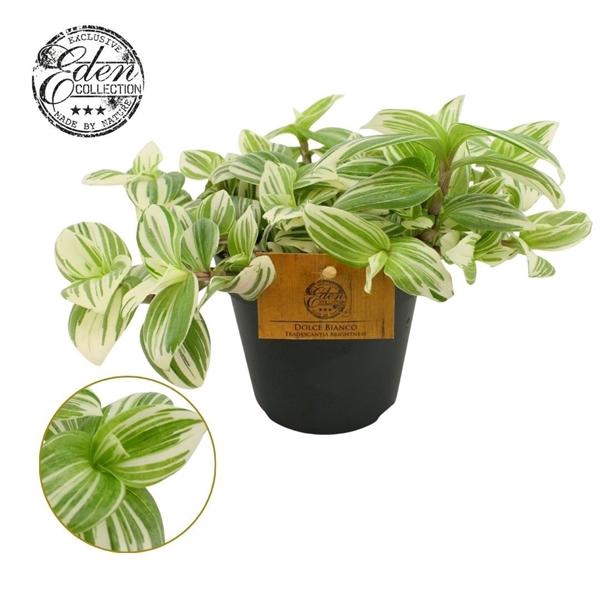 <h4>Tradescantia overig</h4>