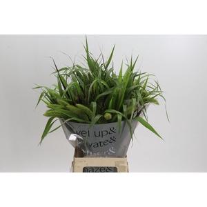 Grasses mix in bucket