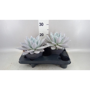 Echeveria  'Mexican Giant'