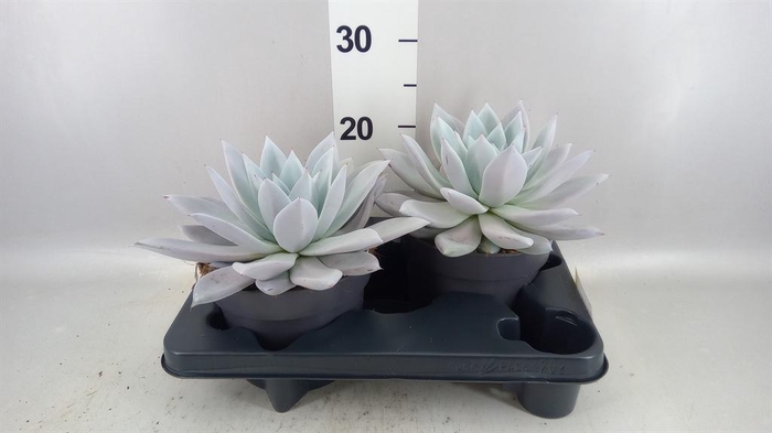 <h4>Echeveria  'Mexican Giant'</h4>