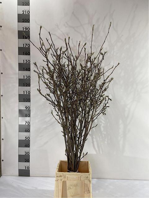 Magnolia Ov