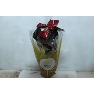 ANTHURIUM DELICATA P17