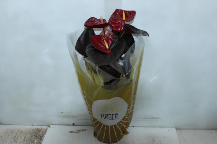 <h4>ANTHURIUM DELICATA P17</h4>
