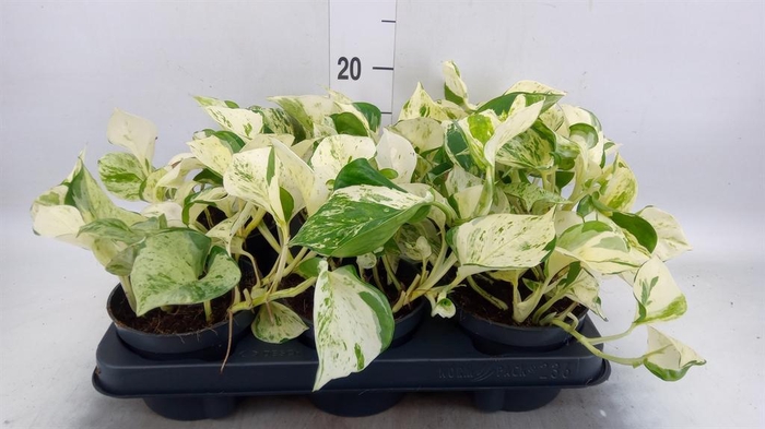 <h4>Epipremnum pinn. 'Happy Leaf'</h4>
