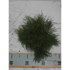 Pinus mugo mughus