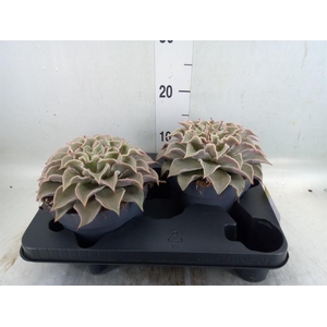 Echeveria   ...