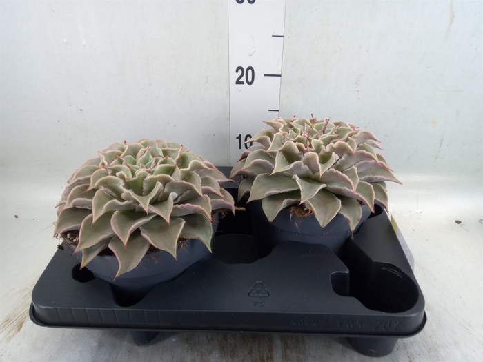 <h4>Echeveria   ...</h4>