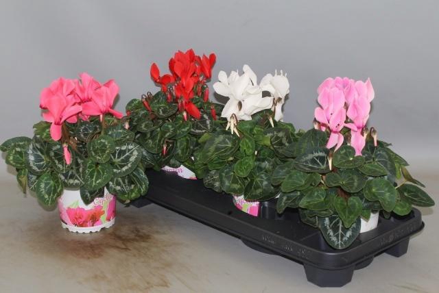 <h4>CYCL GR SUP XL</h4>