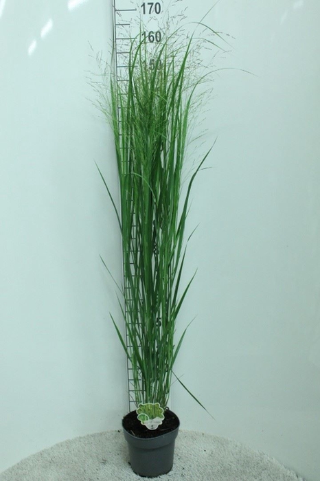 <h4>Panicum virgatum</h4>
