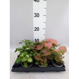 Aglaonema   ...