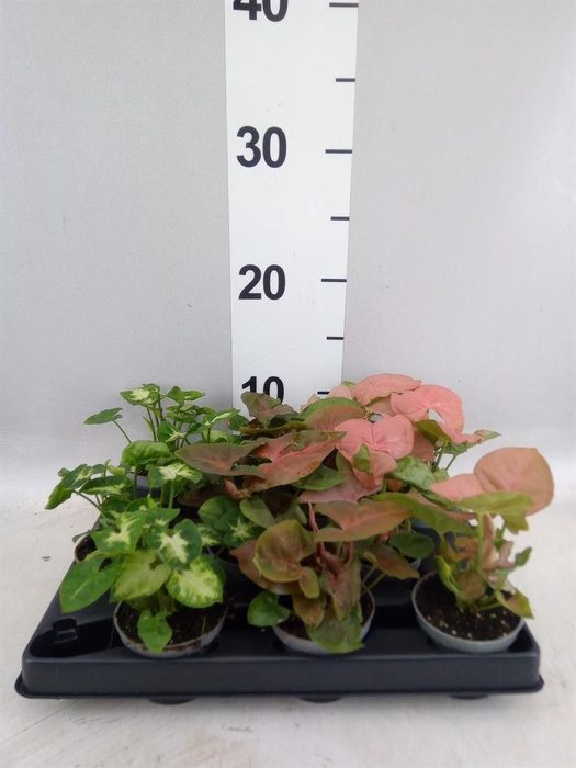 <h4>Aglaonema ...</h4>