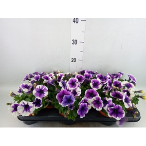 Petunia  'Famous Lavender'