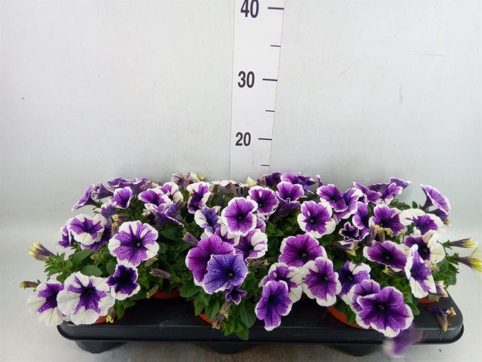 <h4>Petunia 'Famous Lavender'</h4>
