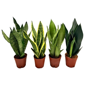 Sansevieria trif. overig