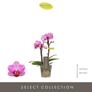 Phalaenopsis multi.   ...lilac