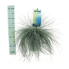Festuca glauca 'Intens Blue'