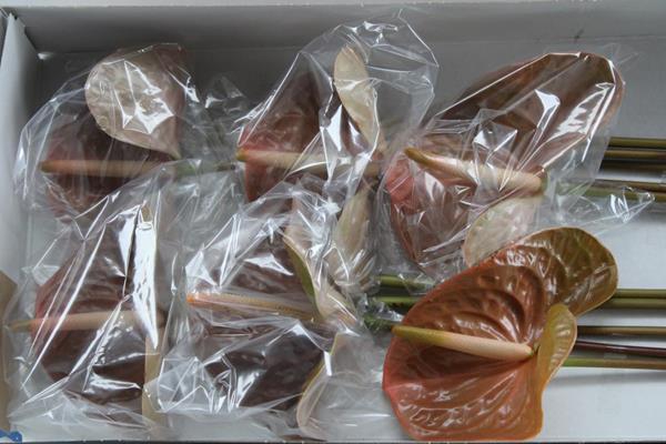 <h4>Anth A Prestige X10</h4>