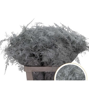 Asparagus L.Getopt White X50