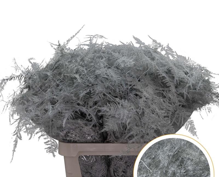 <h4>Asparagus L.Getopt White X50</h4>