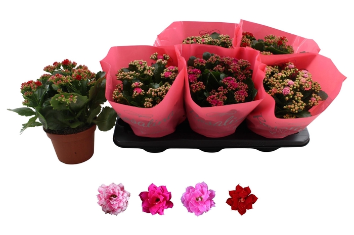 <h4>KAL GE RO GEM 4 KL</h4>