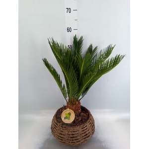 Cycas revoluta
