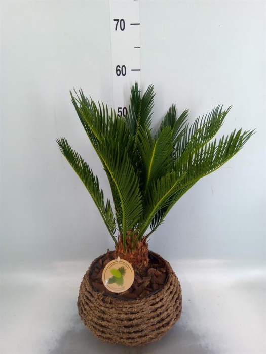 <h4>Cycas revoluta</h4>