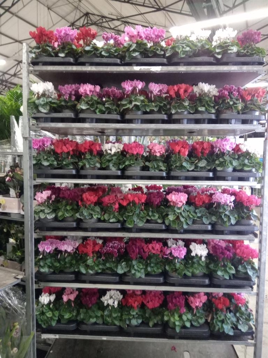 <h4>Cyclamen KL 'Carino'</h4>