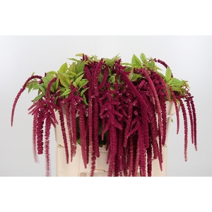 Amaranthus Hang Rood