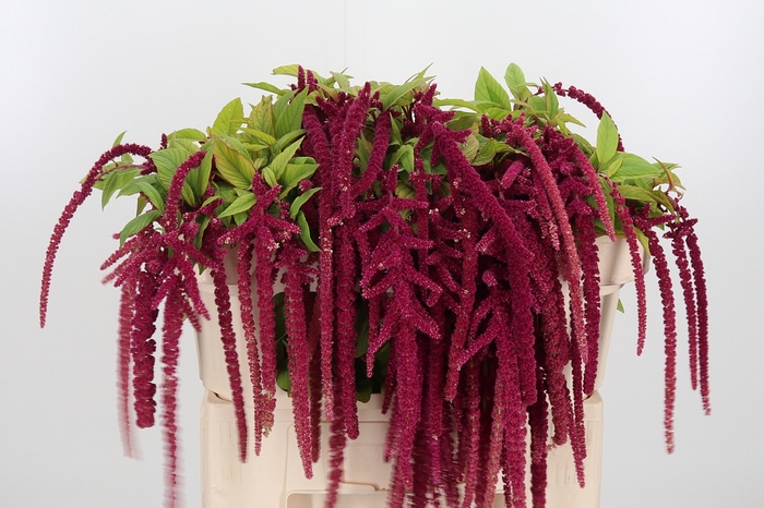 <h4>Amaranthus Hang Rood</h4>