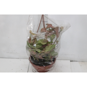 SYNGONIUM ROSA C18
