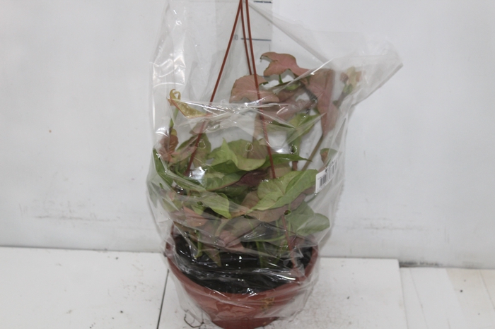 SYNGONIUM ROSA C18