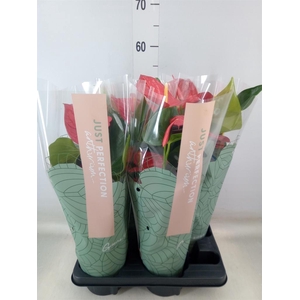 Anthurium andr. 'Minnesota'