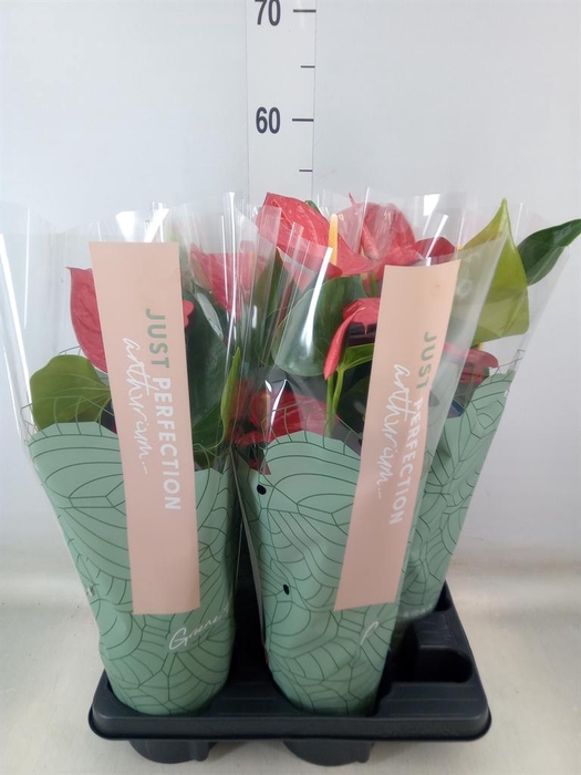 <h4>Anthurium andr. 'Minnesota'</h4>