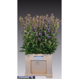 Aconitum Car Arendsii