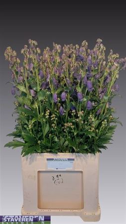 <h4>Aconitum Car Arendsii</h4>