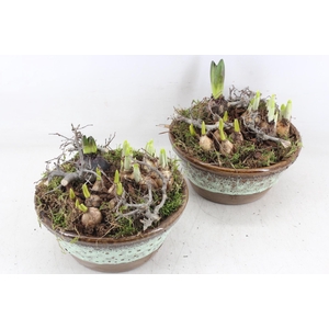 arr4 Bollenmix MB - Ker. schaal rand luxe 285/5