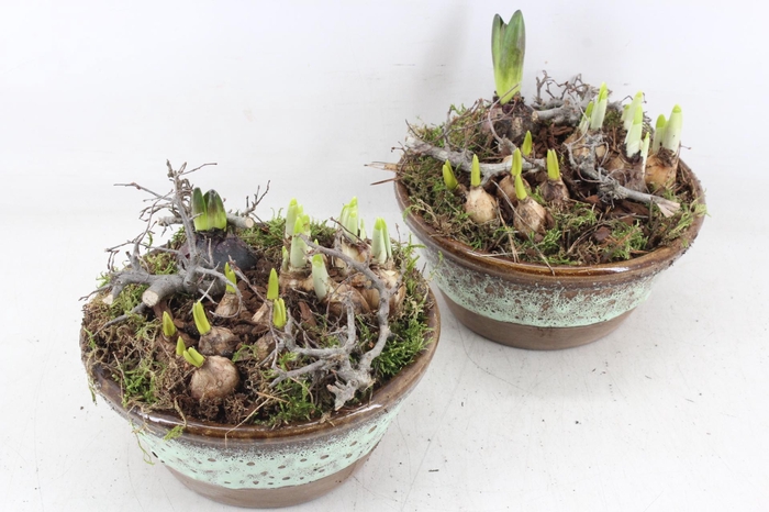 <h4>arr4 Bollenmix MB - Ker. schaal rand luxe 285/5</h4>