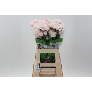 Di St Tinted Pastel Pink