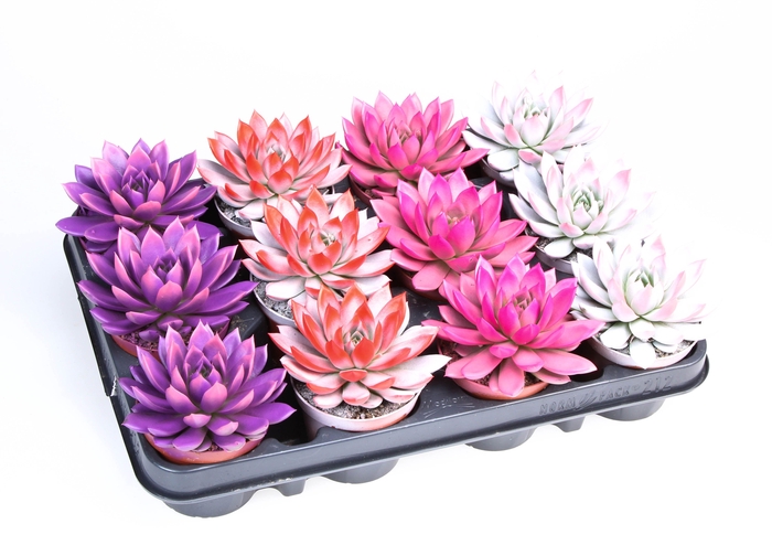 <h4>2 Colors love mix</h4>