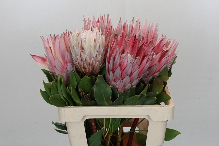 <h4>Protea Cynaroides</h4>