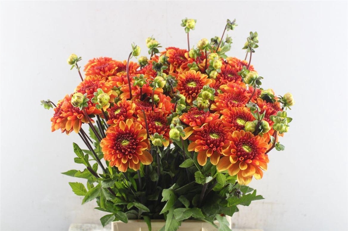 <h4>Dahlia American Sun</h4>