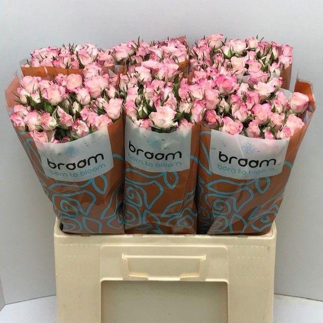 <h4>Rosa TR 'Speak Blossoms' BRAAM</h4>