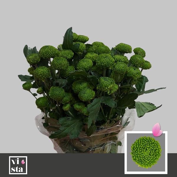 <h4>CHR T DELIGREEN</h4>
