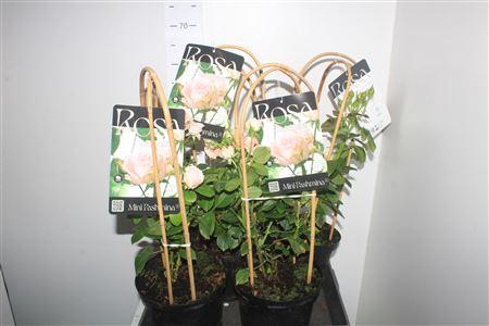 <h4>Rosa Th G Rm Pashmin Outdoor</h4>