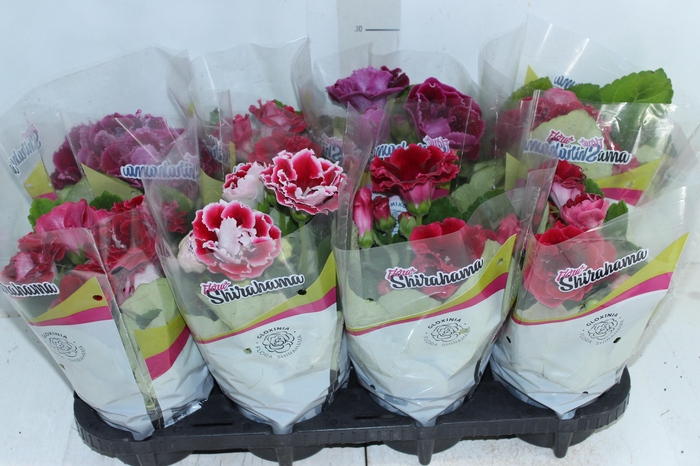 <h4>GLOXINIA P14</h4>