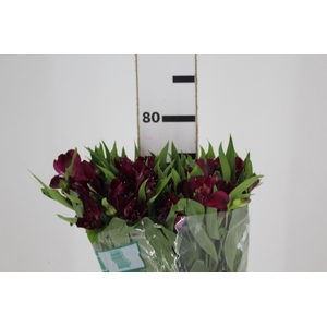 ALSTROEMERIA POMPEII 080 CM
